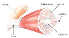 Muskelns uppbyggnad